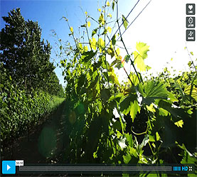 Video Graphic