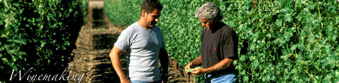 Ceago's Winemaking Process 1093