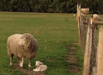 Sheep Newlamb