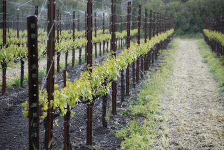 Chardonnay Vineyards Being Protected for Frost
